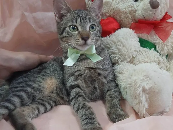 Gato ra a SRD-ViraLata idade 2 a 6 meses nome Príncipe. 
