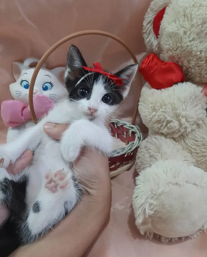 Gato ra a SRD-ViraLata idade Abaixo de 2 meses nome Princesa. 