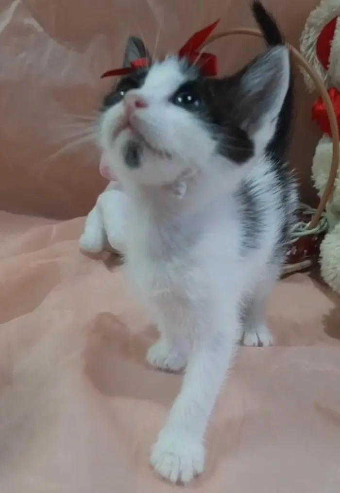 Gato ra a SRD-ViraLata idade Abaixo de 2 meses nome Princesa. 