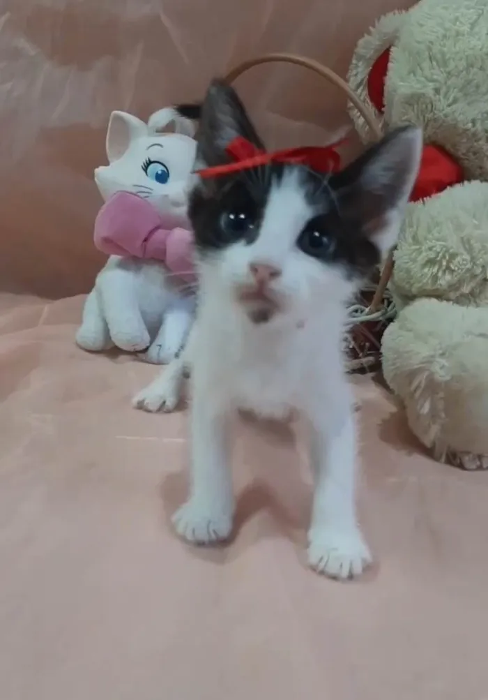 Gato ra a SRD-ViraLata idade Abaixo de 2 meses nome Princesa. 