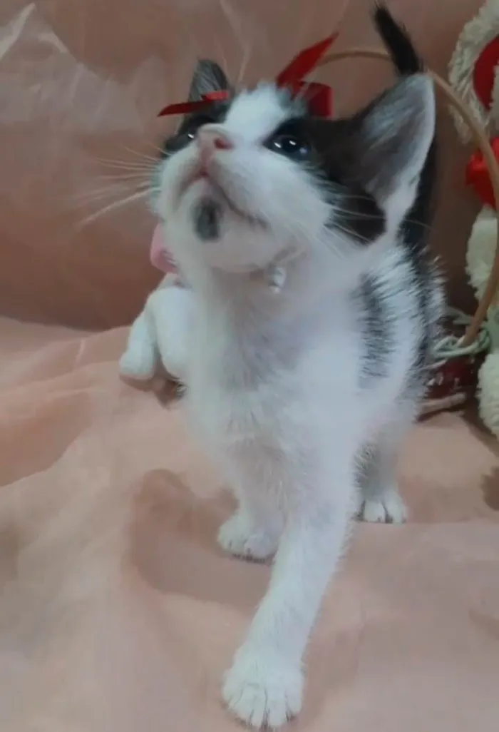 Gato ra a SRD-ViraLata idade Abaixo de 2 meses nome Princesa. 