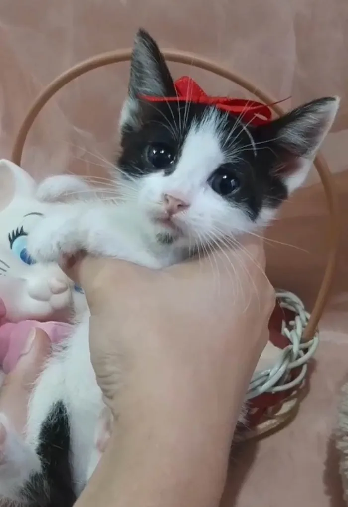 Gato ra a SRD-ViraLata idade Abaixo de 2 meses nome Princesa. 