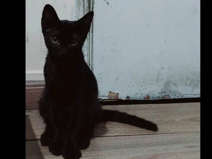 Gato ra a  idade 2 a 6 meses nome Black