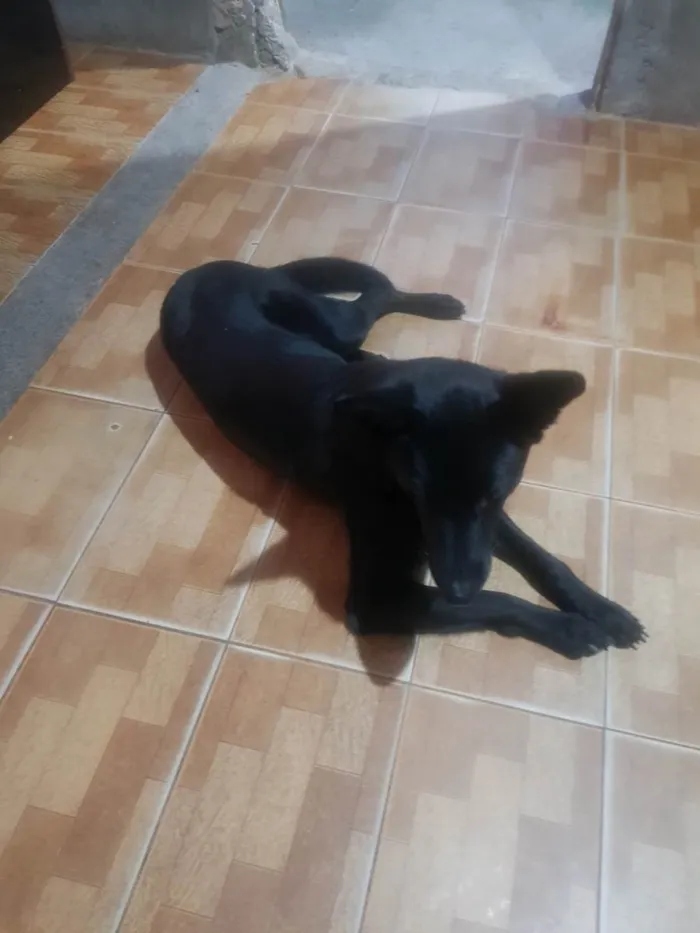 Cachorro ra a Pastor belga  idade 2 a 6 meses nome Brutos 