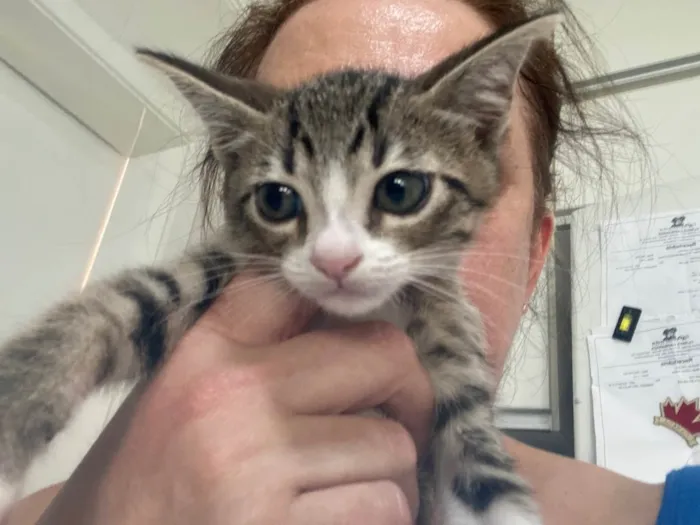 Gato raça Srd idade 2 a 6 meses nome Gabriel