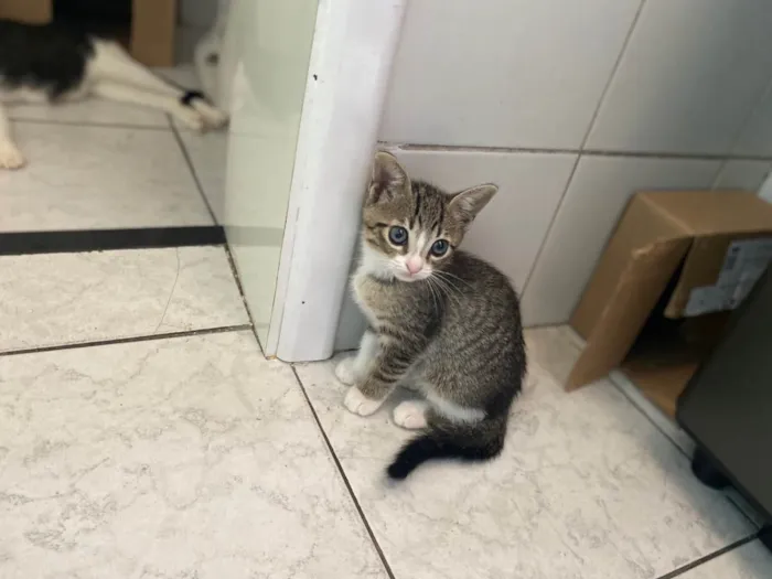 Gato raça Srd idade 2 a 6 meses nome Gabriel