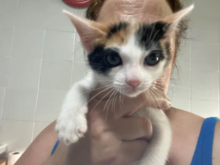 Gato raça Srd idade 2 a 6 meses nome Bela