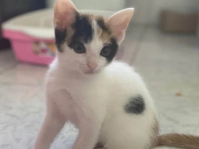 Gato raça Srd idade 2 a 6 meses nome Bela