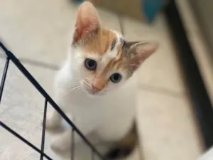 Gato raça Srd idade 2 a 6 meses nome Princesa Aurora