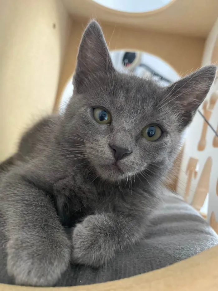 Gato raça Srd idade 2 a 6 meses nome Princesa Ariel