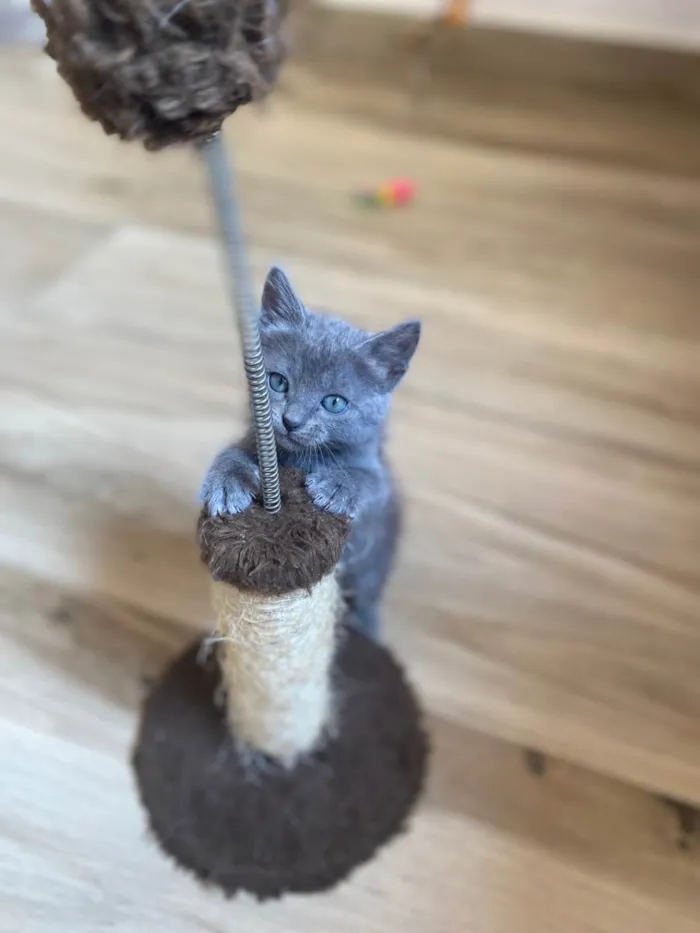 Gato raça Srd idade 2 a 6 meses nome Princesa Ariel