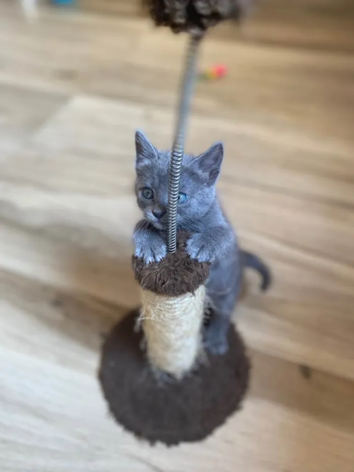 Gato raça Srd idade 2 a 6 meses nome Princesa Ariel