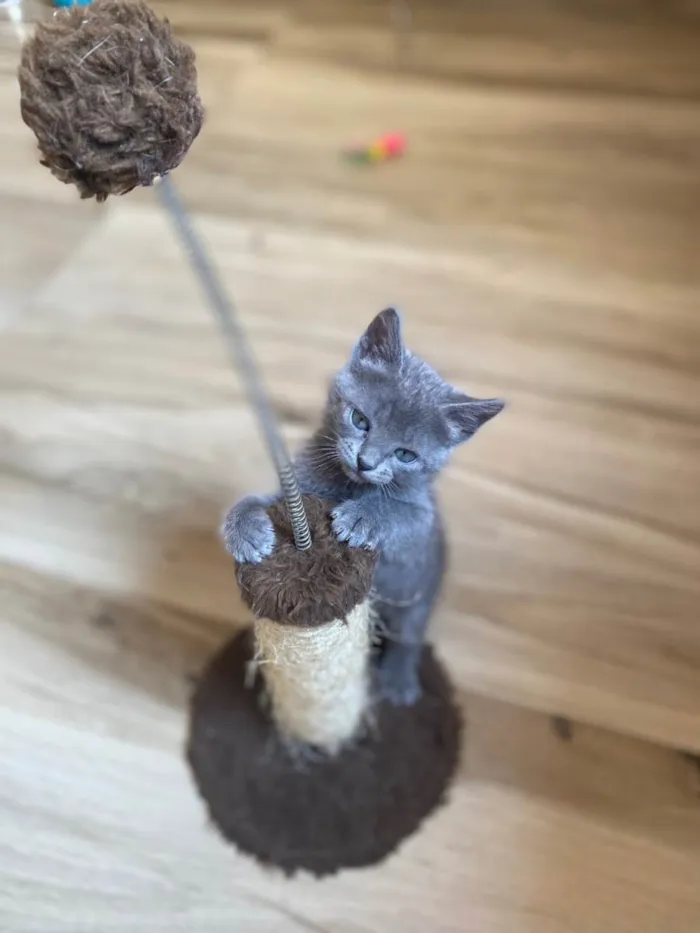 Gato raça Srd idade 2 a 6 meses nome Princesa Ariel