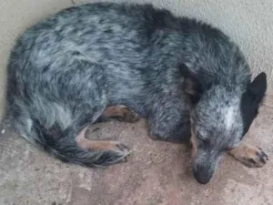 Cachorro raça Burrile idade 1 ano nome Bela