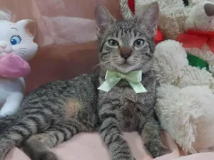 Gato raça SRD-ViraLata idade 2 a 6 meses nome Príncipe. 