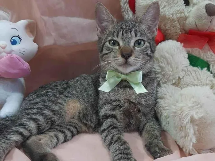Gato ra a SRD-ViraLata idade 2 a 6 meses nome Príncipe. 
