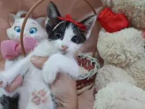 Gato raça SRD-ViraLata idade Abaixo de 2 meses nome Princesa. 