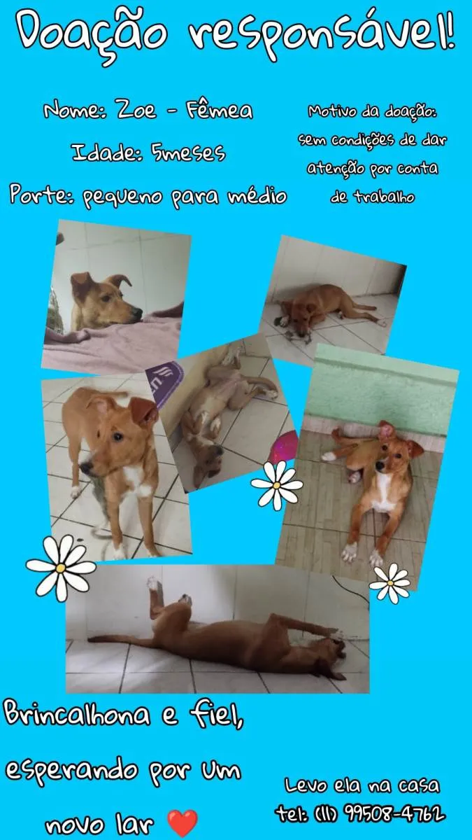 Cachorro ra a Vira lata idade 2 a 6 meses nome Zoe