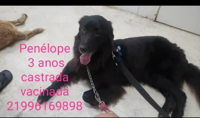 Cachorro ra a SRD-ViraLata idade 3 anos nome Penélope 