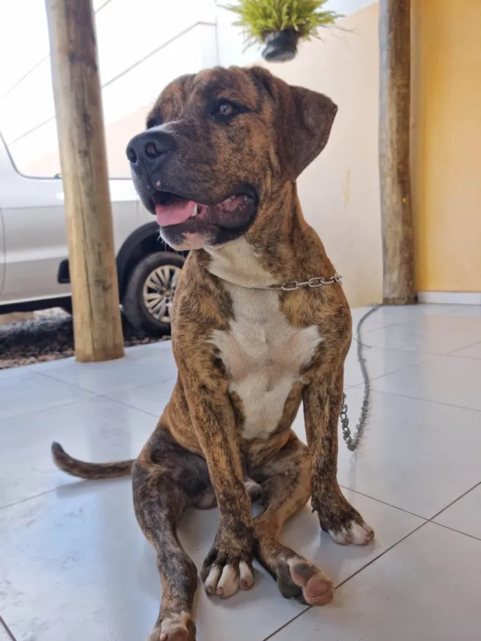 Cachorro ra a Pit-Bull idade 7 a 11 meses nome Tigrão