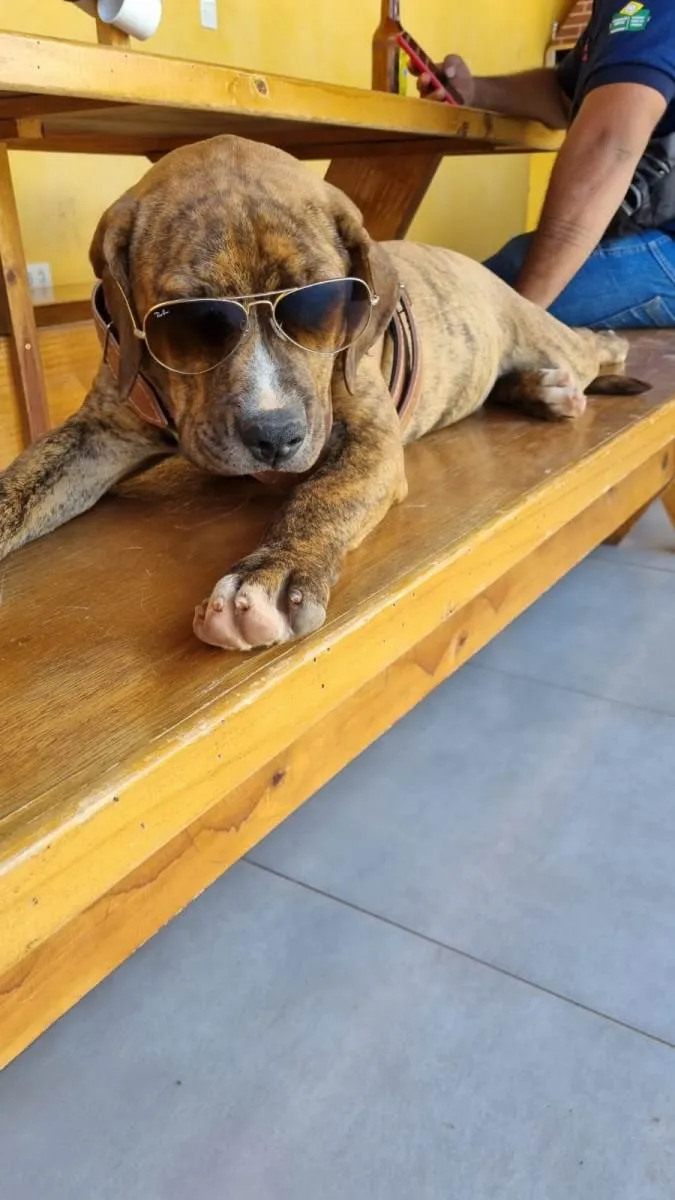 Cachorro ra a Pit-Bull idade 7 a 11 meses nome Tigrão