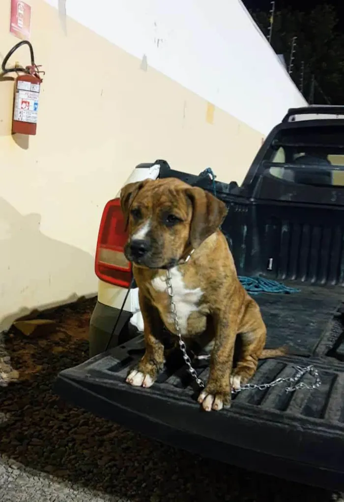 Cachorro ra a Pit-Bull idade 7 a 11 meses nome Tigrão