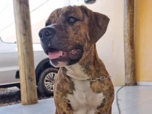 Cachorro raça Pit-Bull idade 7 a 11 meses nome Tigrão