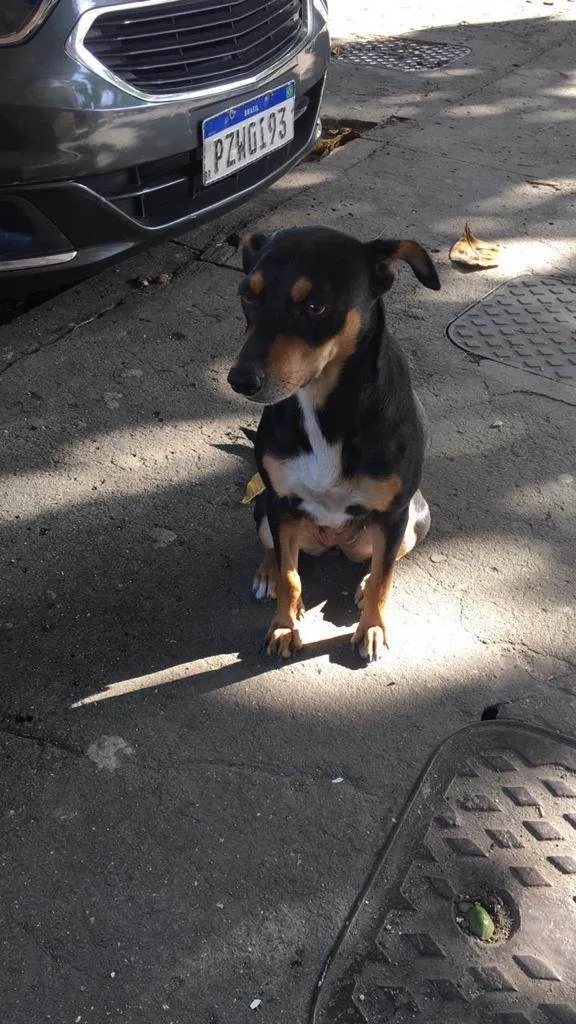 Cachorro ra a SRD-ViraLata idade 1 ano nome Mel