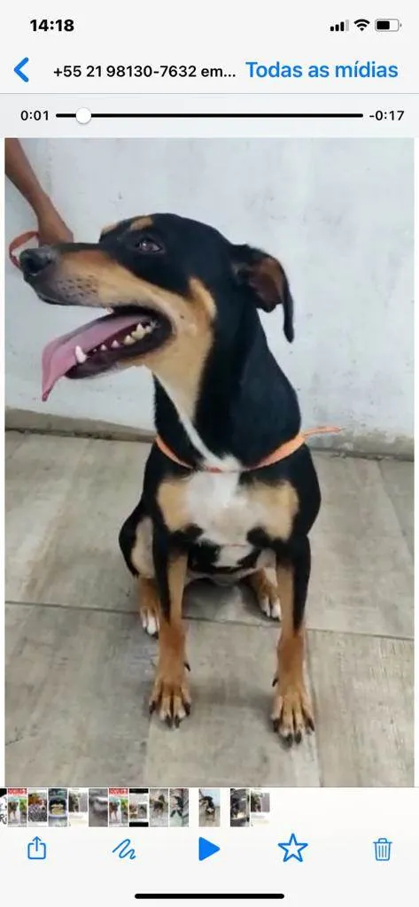 Cachorro ra a SRD-ViraLata idade 1 ano nome Mel