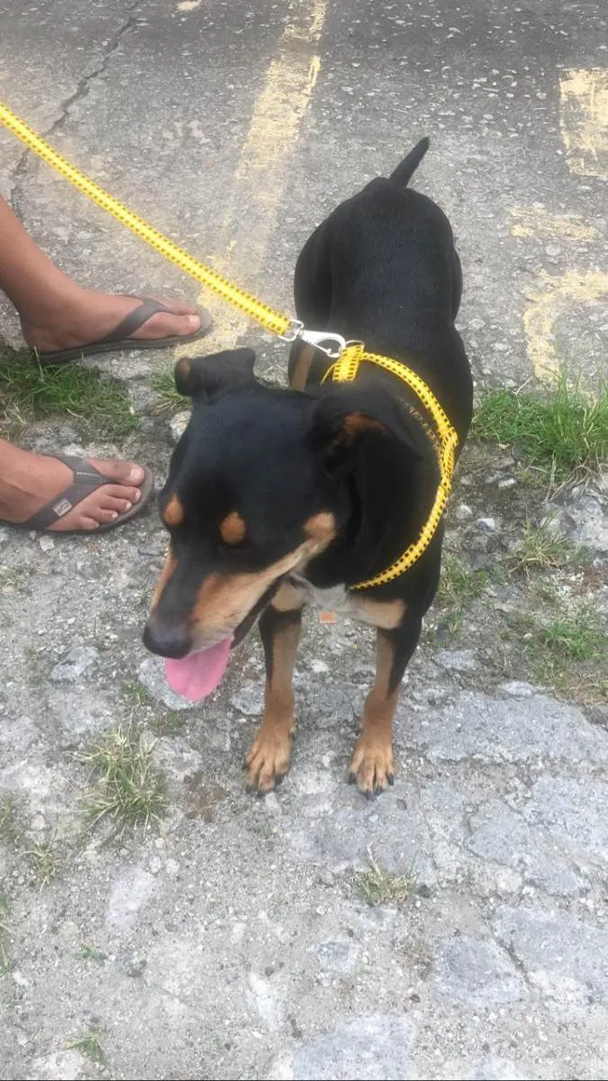 Cachorro ra a SRD-ViraLata idade 1 ano nome Mel