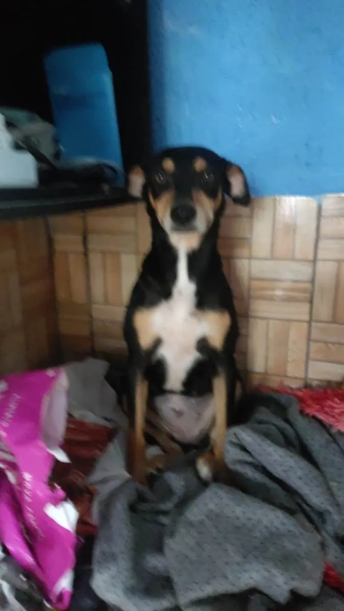 Cachorro ra a SRD-ViraLata idade 1 ano nome Mel