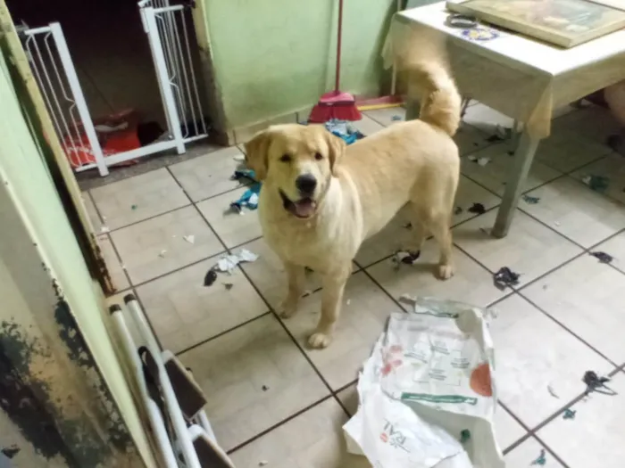 Cachorro ra a Golden Retriever idade 2 anos nome Thor