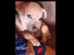 Cachorro raça SRD-ViraLata idade 2 a 6 meses nome Filhote