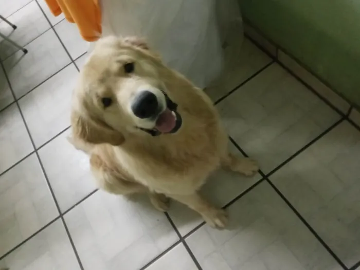 Cachorro ra a Golden Retriever idade 2 anos nome Thor