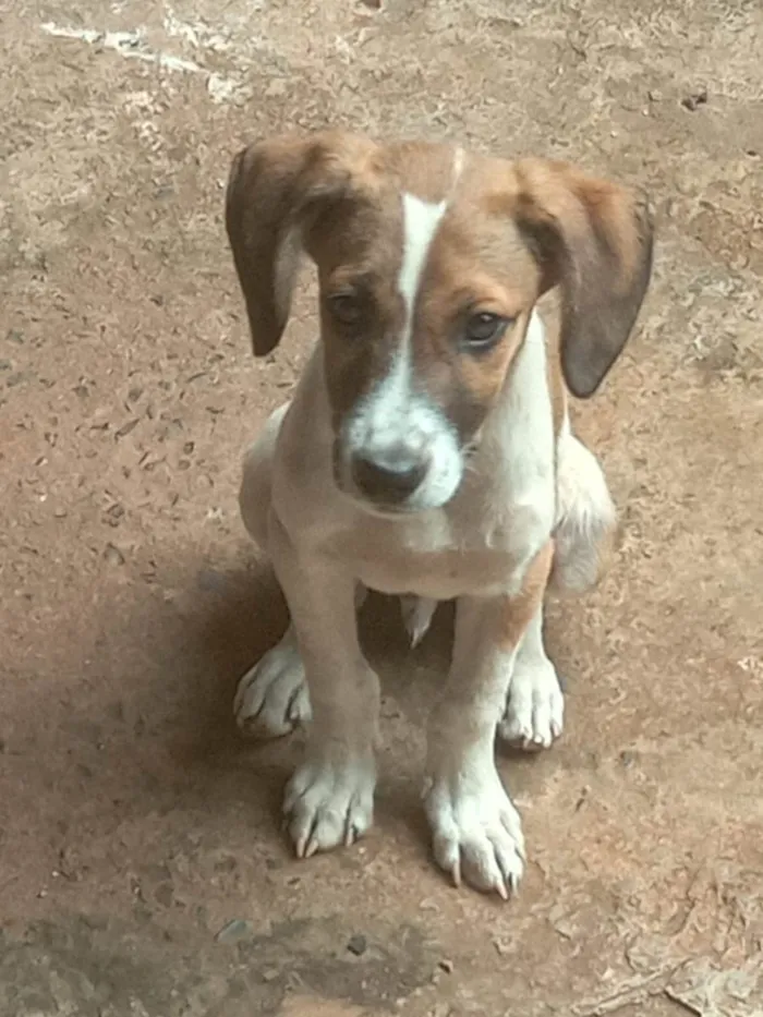 Cachorro ra a SRD-ViraLata idade 2 a 6 meses nome A escolher