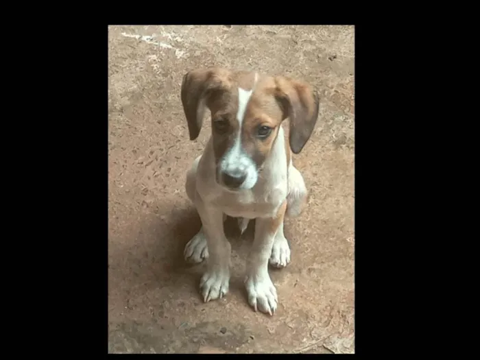 Cachorro ra a SRD-ViraLata idade 2 a 6 meses nome A escolher