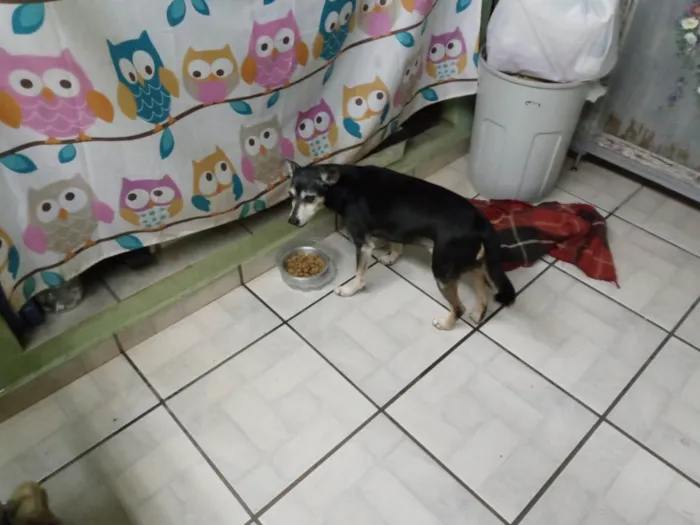 Cachorro ra a SRD-ViraLata idade 6 ou mais anos nome Madruga