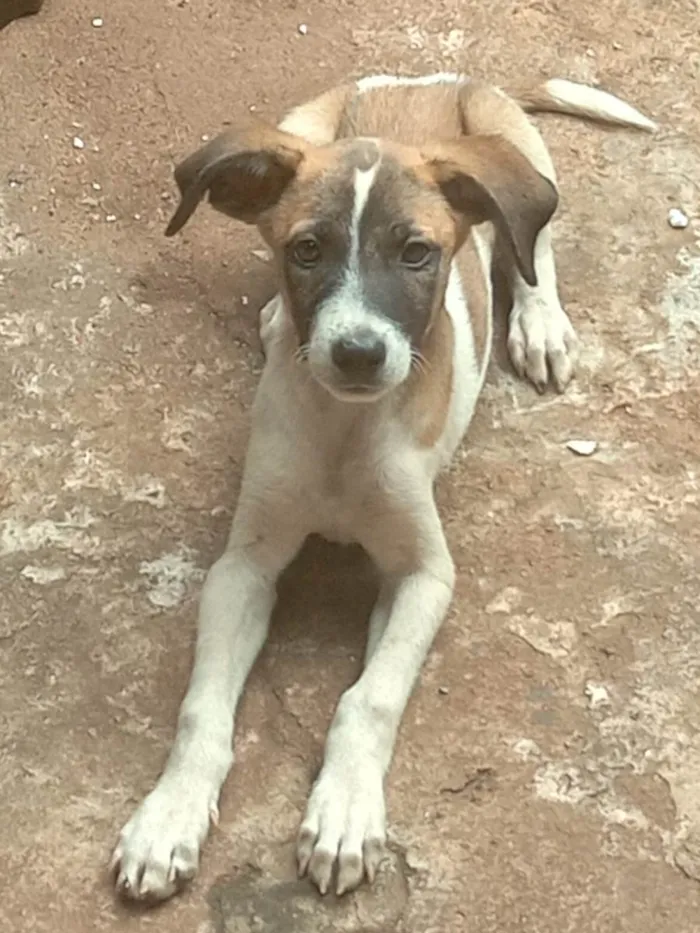 Cachorro ra a SRD-ViraLata idade 2 a 6 meses nome Nome a escolher