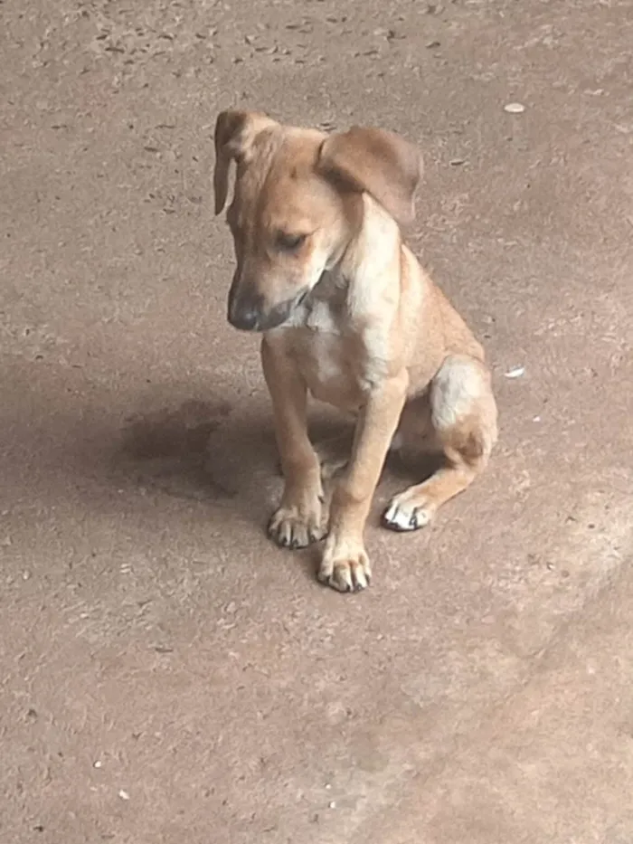 Cachorro ra a SRD-ViraLata idade 2 a 6 meses nome Nome a escolher