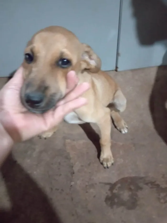 Cachorro ra a SRD-ViraLata idade 2 a 6 meses nome Nome a escolher