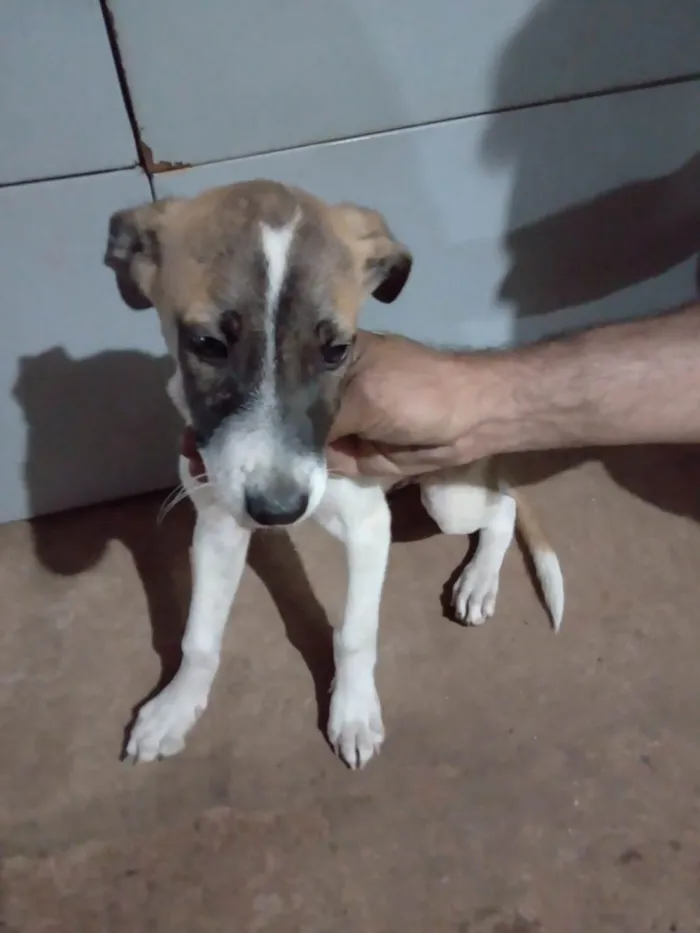 Cachorro ra a SRD-ViraLata idade 2 a 6 meses nome Nome a escolher
