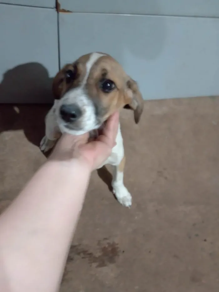 Cachorro ra a SRD-ViraLata idade 2 a 6 meses nome A escolher