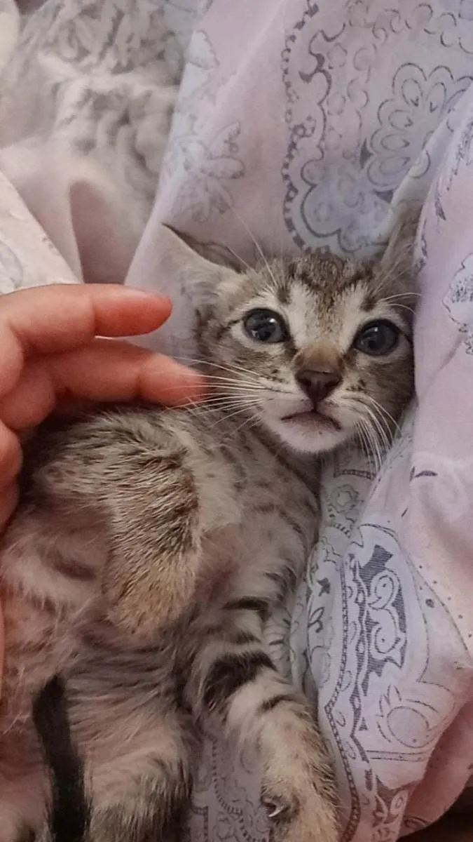 Cachorro ra a Siamês idade  nome Bolinha