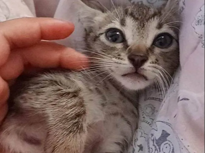 Cachorro ra a Siamês idade  nome Bolinha