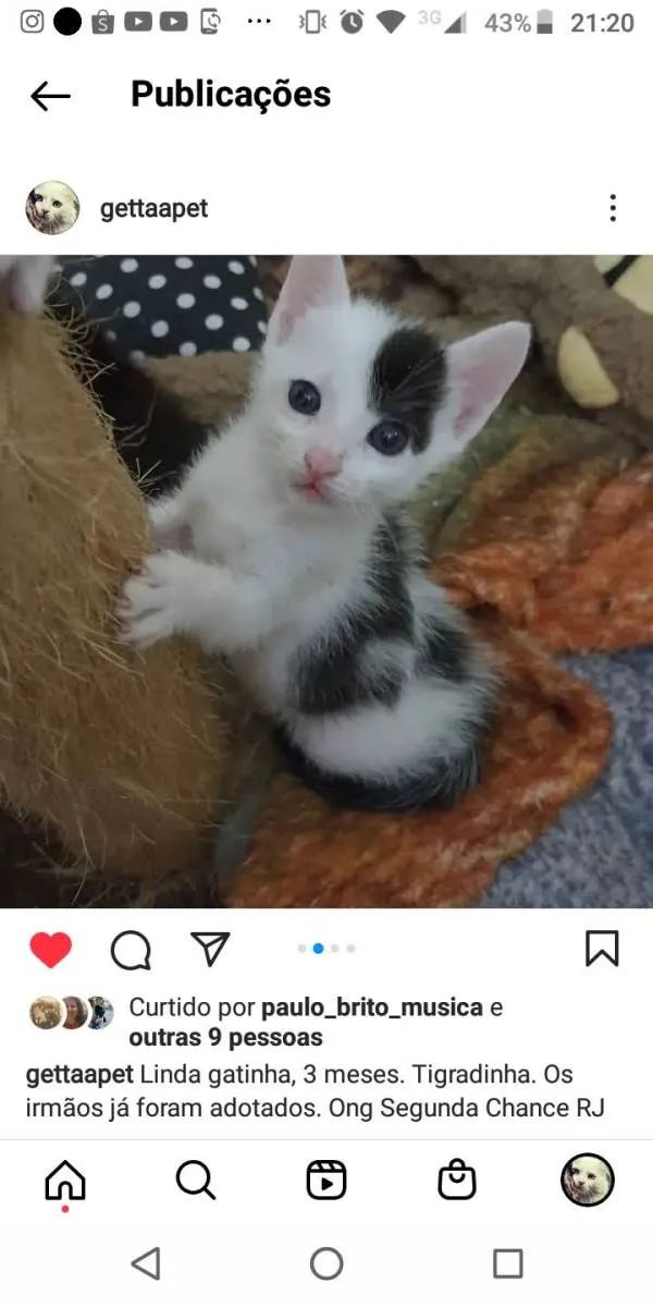 Gato ra a Srd idade 2 a 6 meses nome 3 irmaos