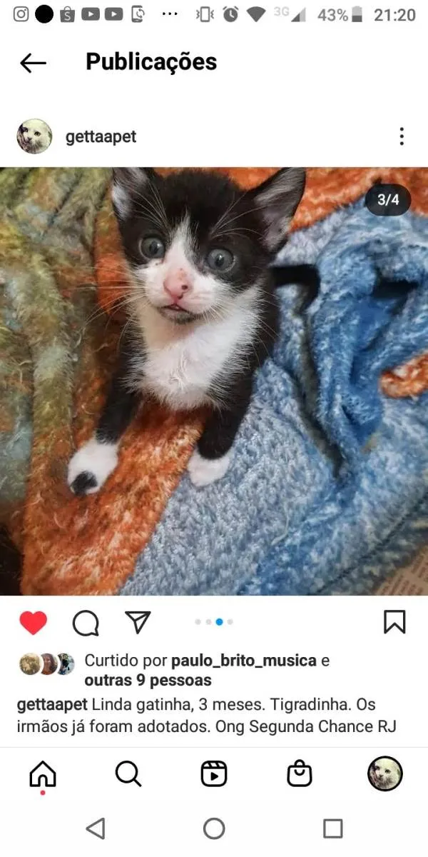 Gato ra a Srd idade 2 a 6 meses nome 3 irmaos