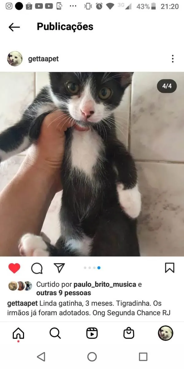 Gato ra a Srd idade 2 a 6 meses nome 3 irmaos
