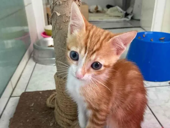 Gato raça Srd idade 2 a 6 meses nome Miguel