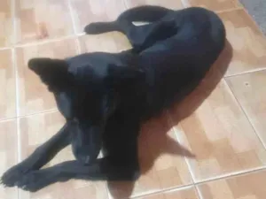 Cachorro raça Pastor belga  idade 2 a 6 meses nome Brutos 