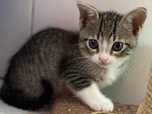 Gato raça Srd idade 2 a 6 meses nome Gabriel